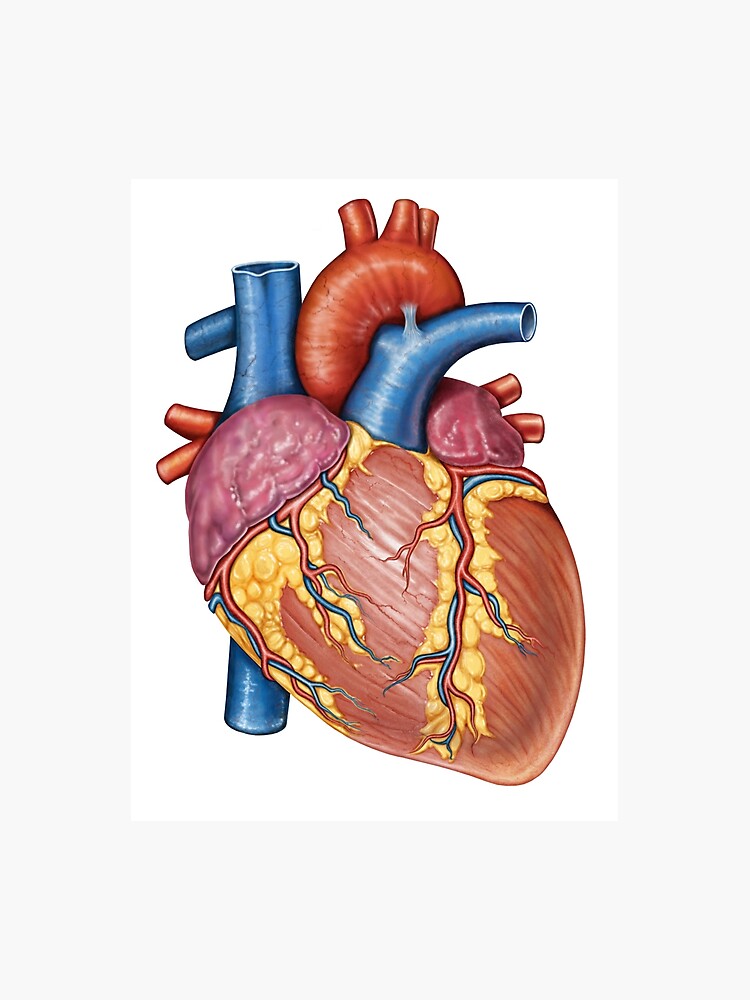 Gross Anatomy Of Heart