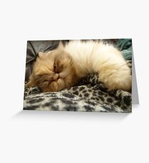 Cuddle Me! Greeting Card