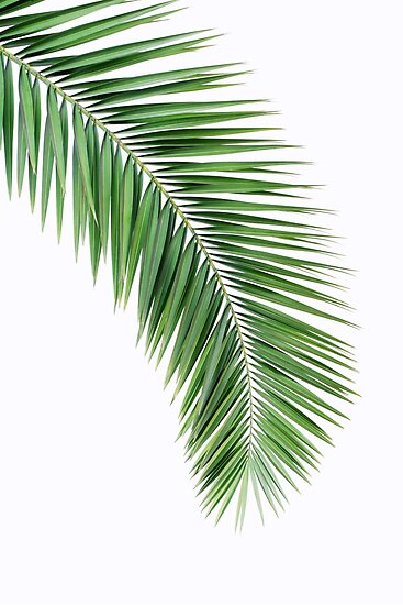 "Palm leaf wall decor, printable leaf palm, printable palm ...