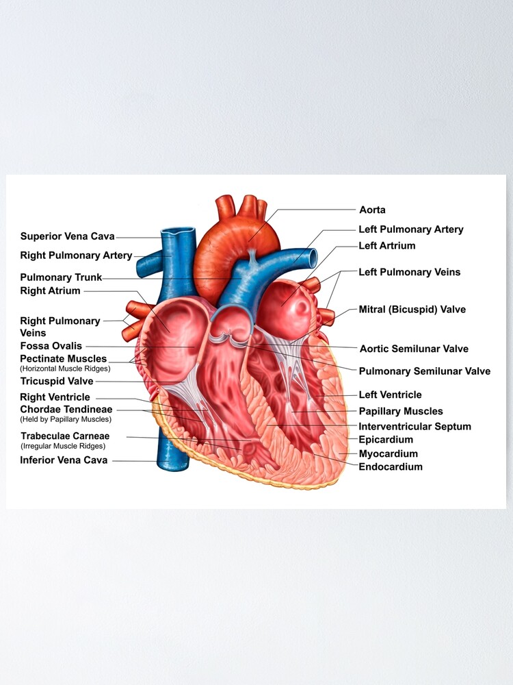 Anatomy Of Heart Interior Frontal Section Poster