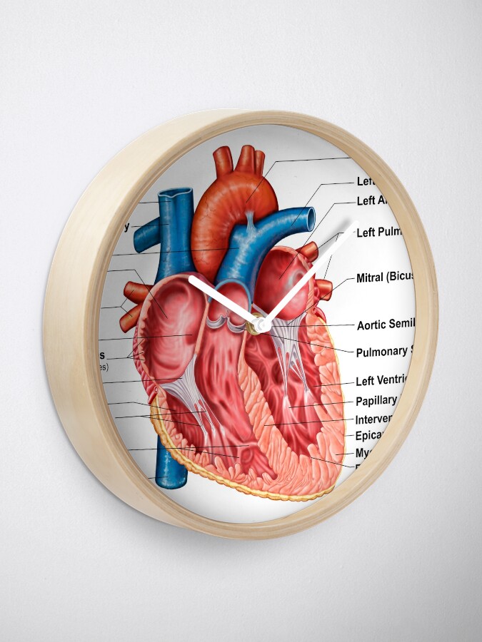 Anatomy Of Heart Interior Frontal Section Clock