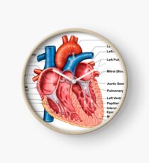 Anatomy of heart interior, frontal section. Clock