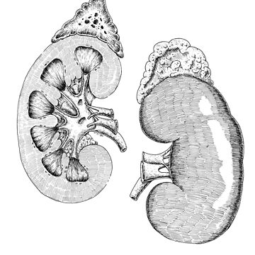 Urinary System Thorax Right Kidney Victorian Anatomical Drawing High-Res  Vector Graphic - Getty Images