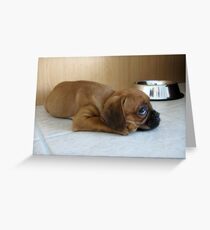 Gus Greeting Card