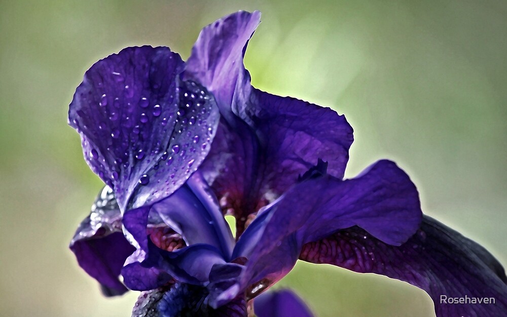 ""Iris in the Wind "" by Rosehaven Redbubble