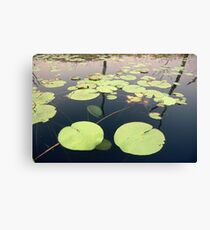 lillies Canvas Print