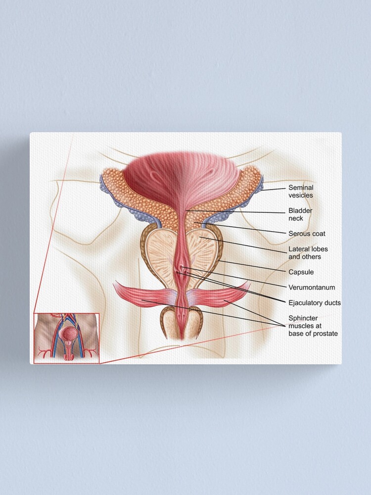 Ilustración de la glándula prostática Ilustración de la glándula prostática