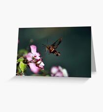 SEARCHING NECTAR Greeting Card