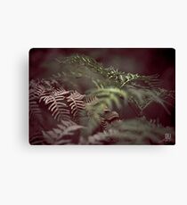 Shadows and Ferns Canvas Print