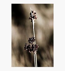 Grass Blade Photographic Print