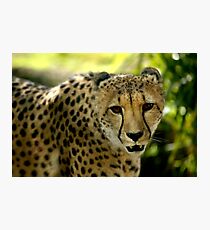 Cheetah Photographic Print
