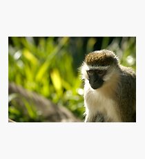 Monkey Photographic Print
