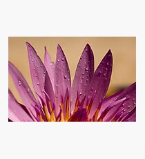 Water Lilly Photographic Print