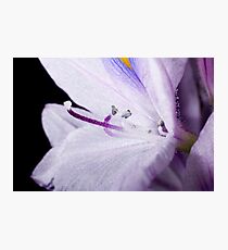 Water Flower Photographic Print