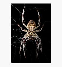 Spider Photographic Print