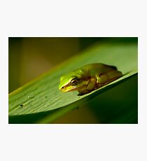 Frog 2 Photographic Print