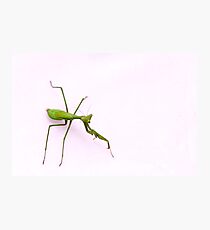 Praying Mantis Photographic Print