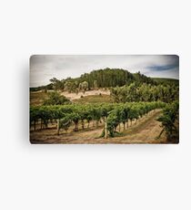 Vines Canvas Print
