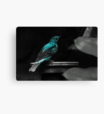 Blue Bird Canvas Print