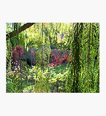 Through the curtains Photographic Print