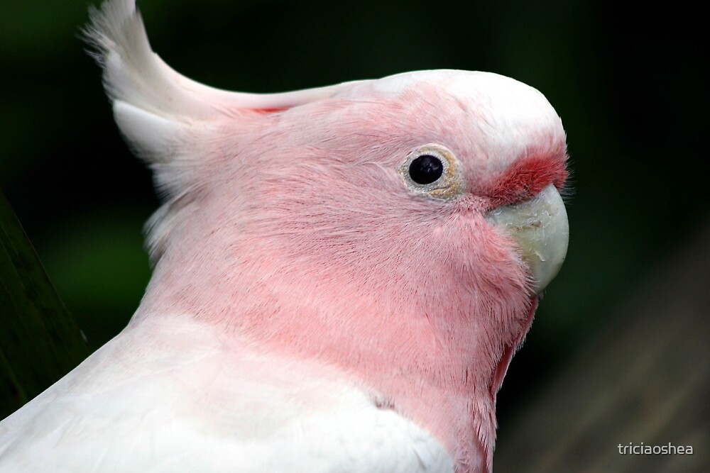 black and pink cockatoo