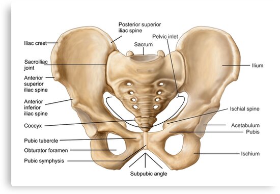 "Anatomy of human pelvic bone." Metal Print by StocktrekImages | Redbubble