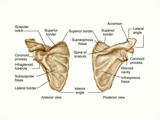 "Medical illustration of human scapula bone." Art Print by