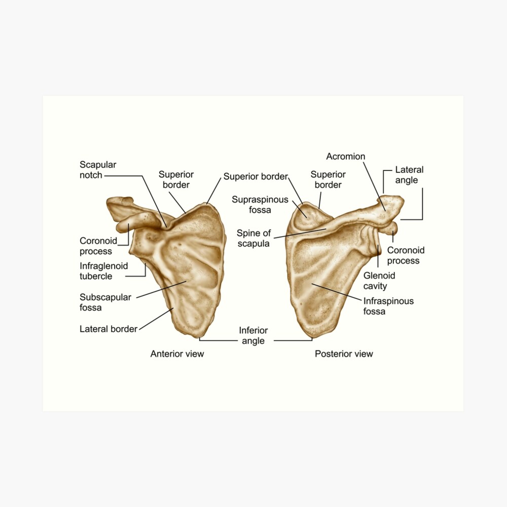 "Medical illustration of human scapula bone." Art Print by