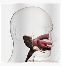 Medical illustration of the human digestive system. Poster