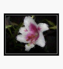 Oriental Lily Photographic Print