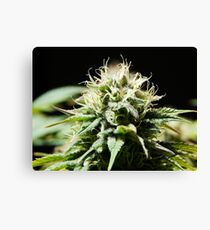 Cannabis - Bloom Canvas Print