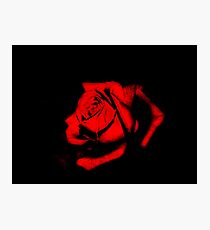 Red Rose Photographic Print
