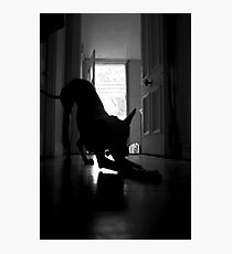 Bow Photographic Print