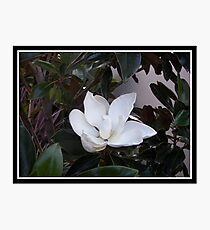 Bloom Photographic Print
