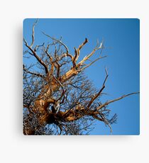 branching out... Canvas Print