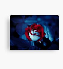 One Red Rose - High-Resolution Photo Canvas Print