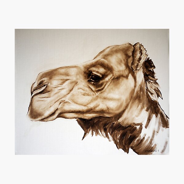 Pyndan Camel Photographic Print