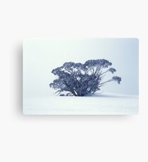 Snow Gum on White Canvas Print