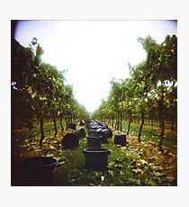 vineyard Photographic Print