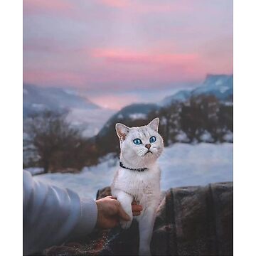 cute white cat  sunshine & cat Photographic Print for Sale by