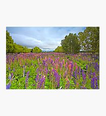 Lupin River Photographic Print