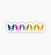 Boston Terrier line up - multi colored Bostons: color series 1 Sticker