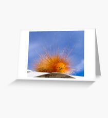 Tiger moth caterpillar Greeting Card