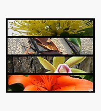 nature Photographic Print