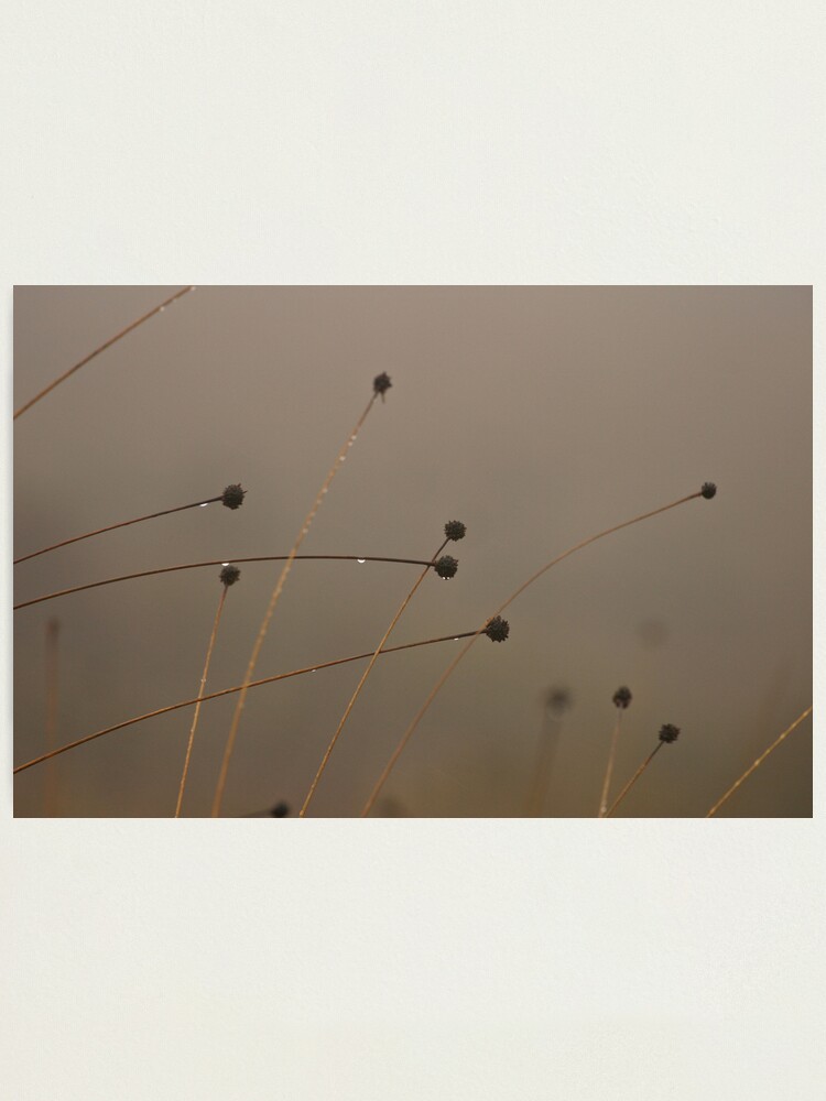 Alternate view of Button-grass in the rain Photographic Print