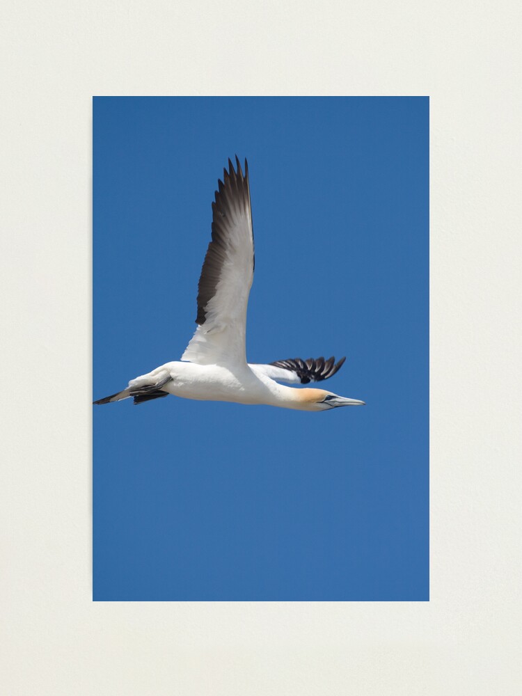 Alternate view of Gannet after take-off Photographic Print