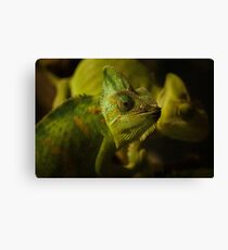 Funny pair of the chameleons. Amusing animal glance Canvas Print