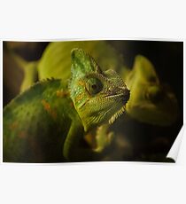 Funny pair of the chameleons. Amusing animal glance Poster
