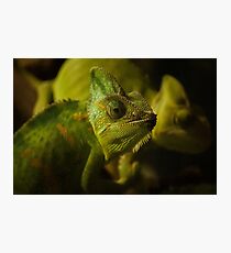 Funny pair of the chameleons. Amusing animal glance Photographic Print