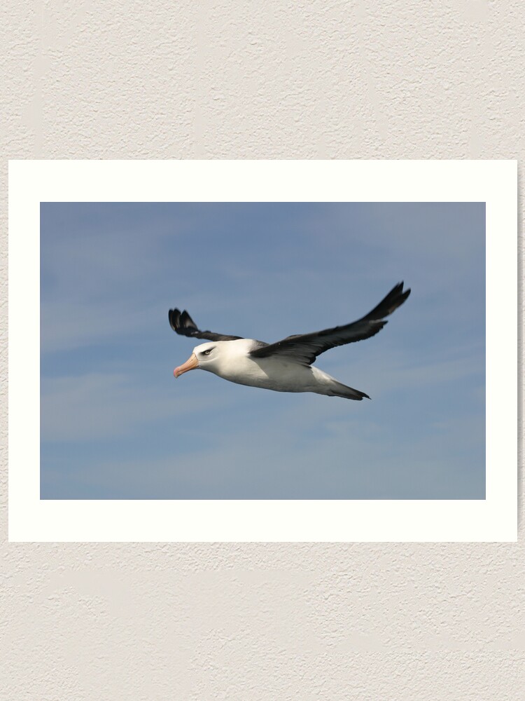 Alternate view of Black-browed Albatross Art Print